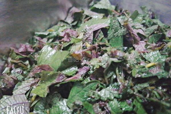 紫苏酱菜的做法图解1