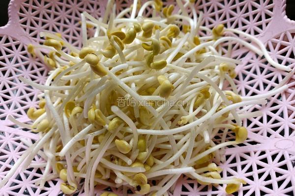 莴笋炒黄豆芽的做法图解2