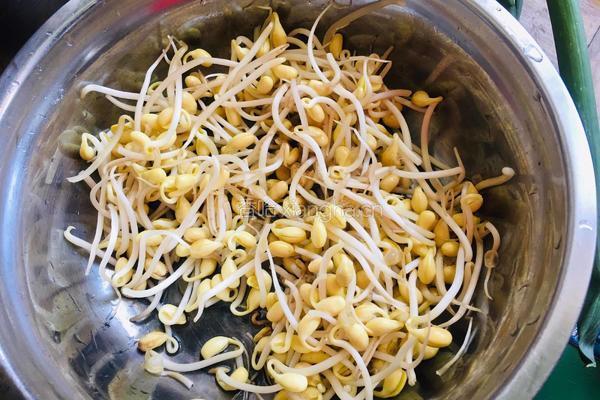 香芹黄豆芽炒肉片的做法图解2