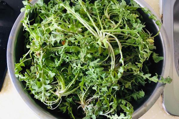 荠菜大肉水饺的做法图解1