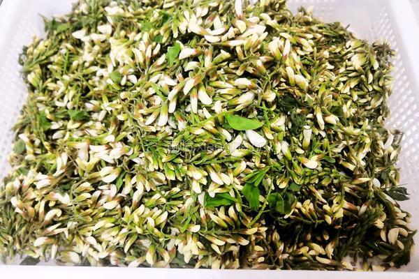 槐花蛋黄饼的做法图解1