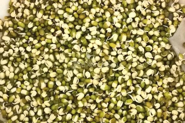 自芽豆芽菜的做法图解2