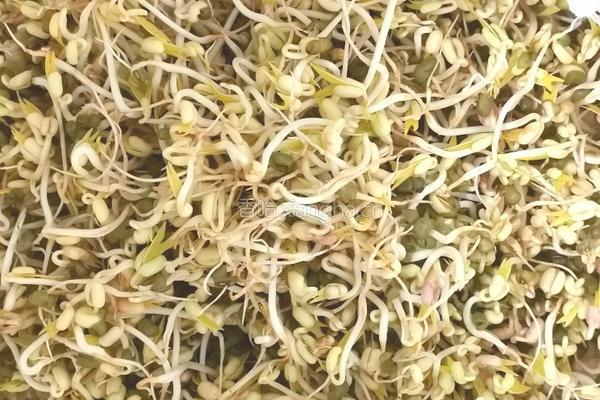 自芽豆芽菜的做法图解3