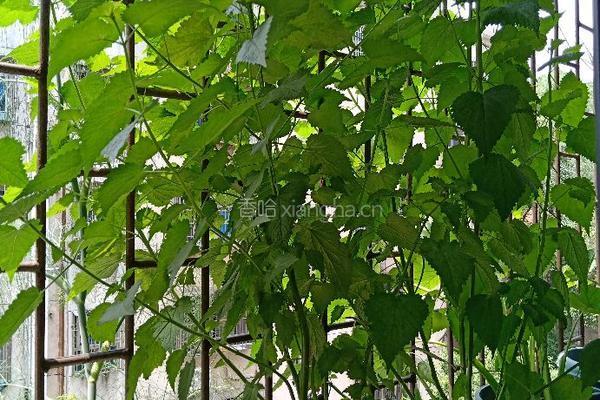 初夏灵魂菜 鲜霍香煎蛋饼 的做法图解1