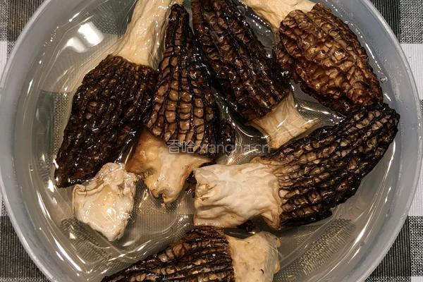 羊肚菌酿猪肉沫的做法图解1