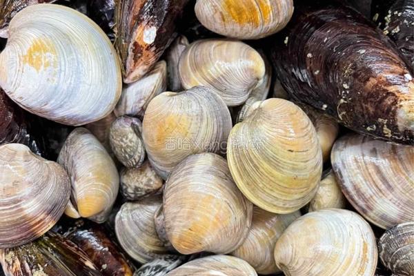 地中海风味香蒜综合蛤蜊锅的做法图解1