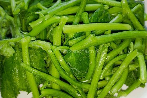 肉片炒南瓜尖的做法图解1