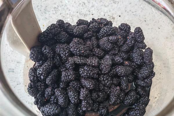 桑椹茶的做法图解1