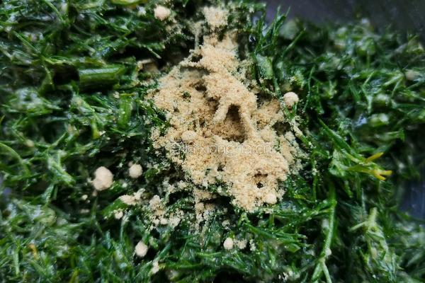 茴香素丸子的做法图解5