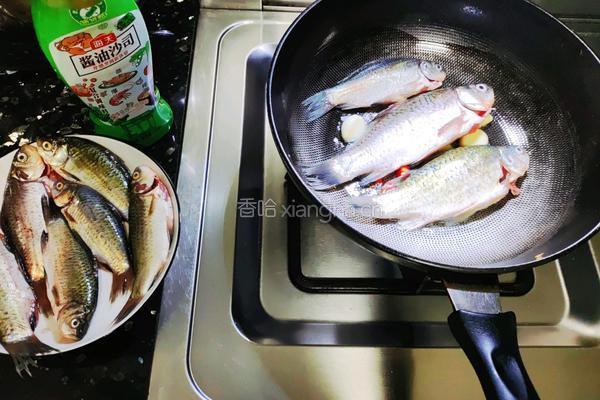 鲫鱼粉丝煲的做法图解3