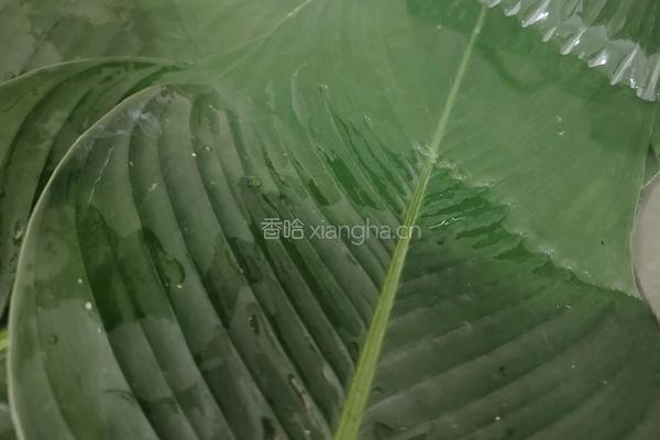 大米猪肉粽的做法图解7
