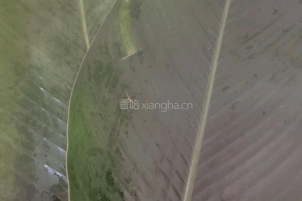大米猪肉粽的做法图解13