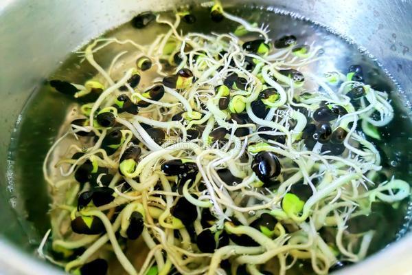 黑豆芽炒豆干的做法图解3