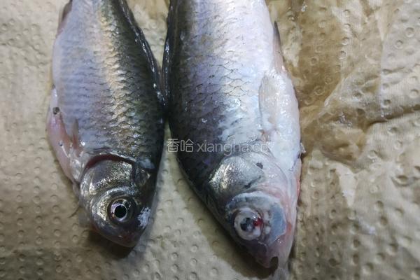 红烧鲫鱼的做法图解3