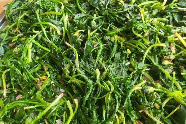 蒲公英茶的做法图解4
