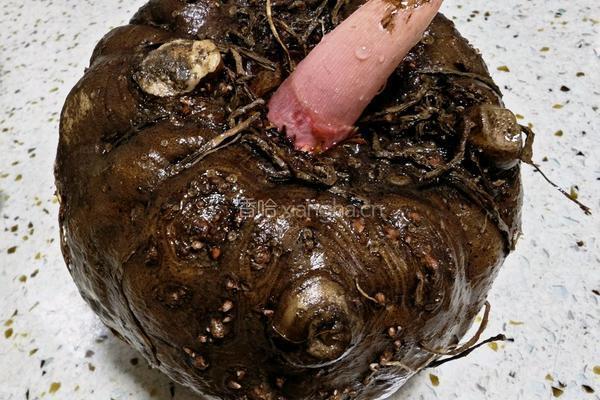 魔芋豆腐的做法图解1