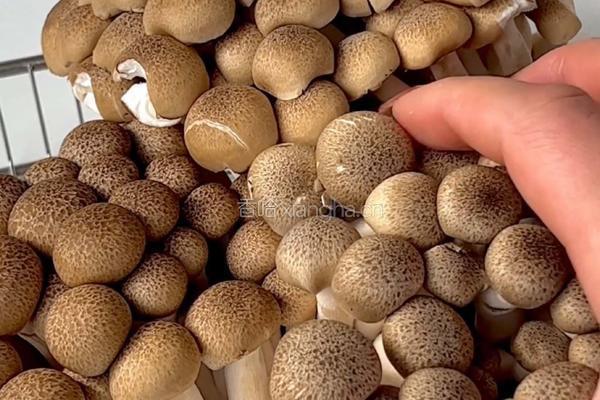 入口滑嫩、菌菇鲜香的菌菇滑蛋真的绝了～超简单哟～的做法图解1