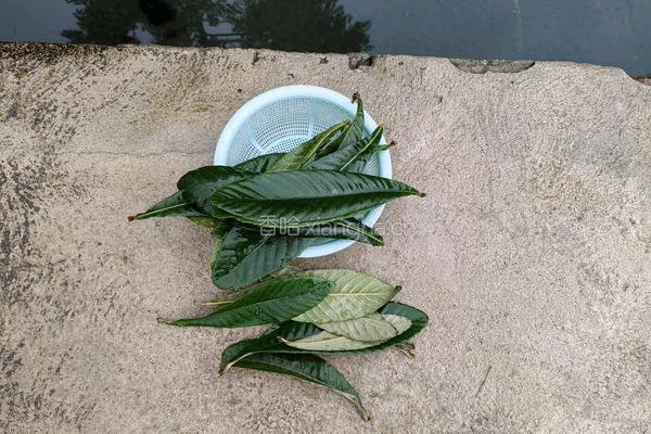 枇杷膏的做法图解3