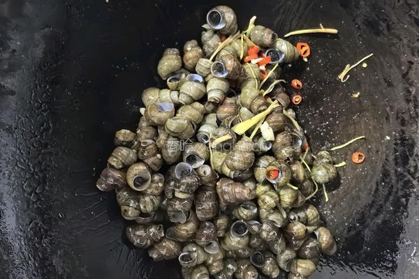 螺蛳牛排煲的做法图解9