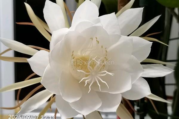 昙花炒鸡蛋的做法图解1