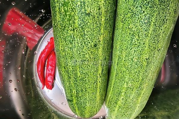 黄瓜酸的做法图解1