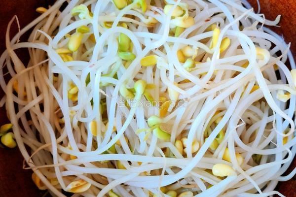 豆芽烧牛肉的做法图解4