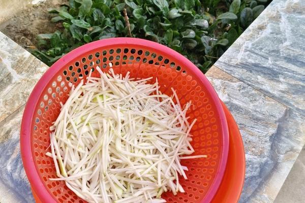 河南腌芥疙瘩的做法图解2