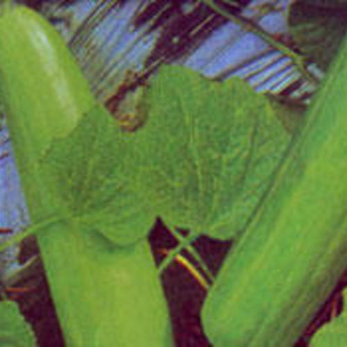菜瓜[图]